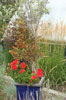 My Gallery: Image